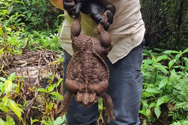 Australias Toadzilla: Record-breaking cane toad found in Queensland