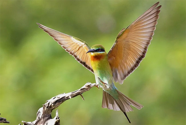 81 bird species in Sri Lanka at risk of extinction