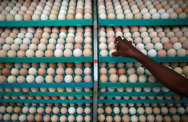 Malaysia and Sri Lankas egg shortages set Indian hatcheries on path for record exports