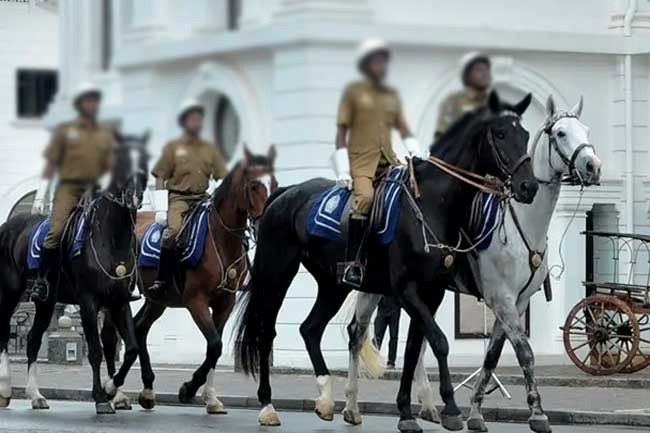 Horses given local feed as Mounted Police Division affected by dollar crisis