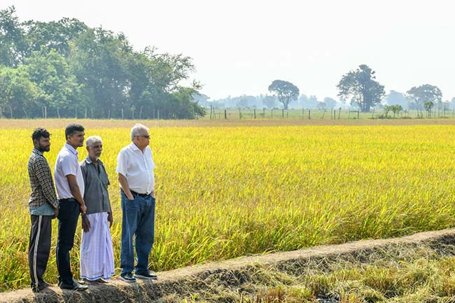 President assures mechanism to purchase paddy from farmers within a week 