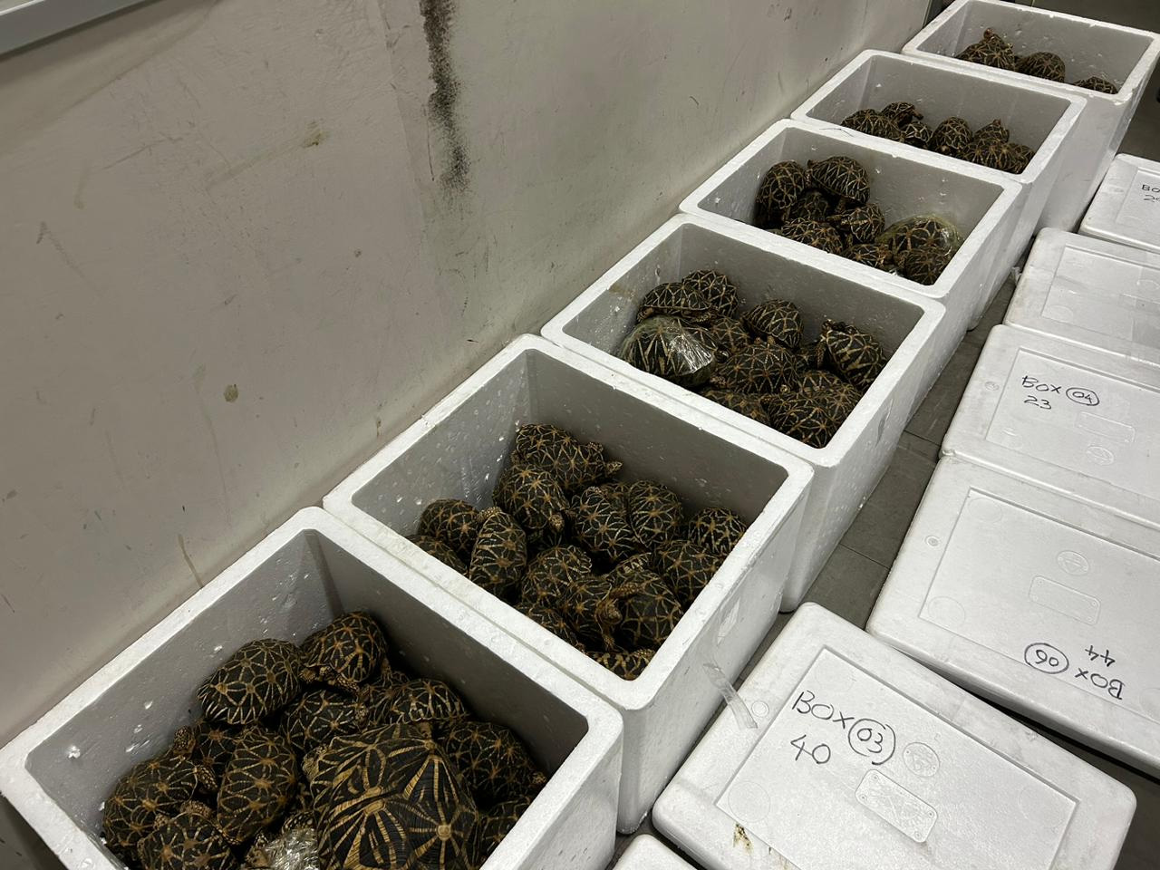 Over 200 endangered tortoises labelled dried seafood seized at BIA 
