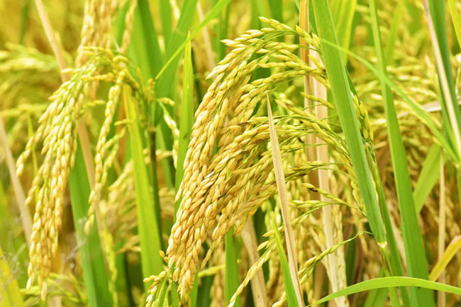 Govt reveals certified price to purchase paddy from farmers in Maha season