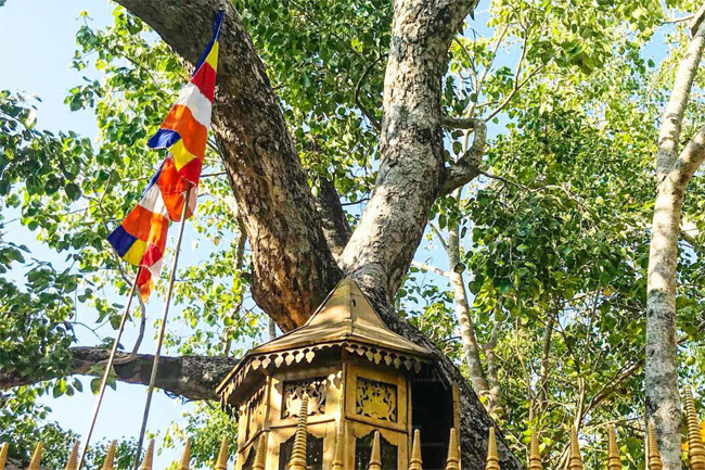 Special committee to probe if telecommunication towers harm Sri Maha Bodhiya