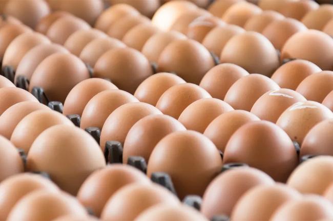 First batch of imported eggs reaches Sri Lanka