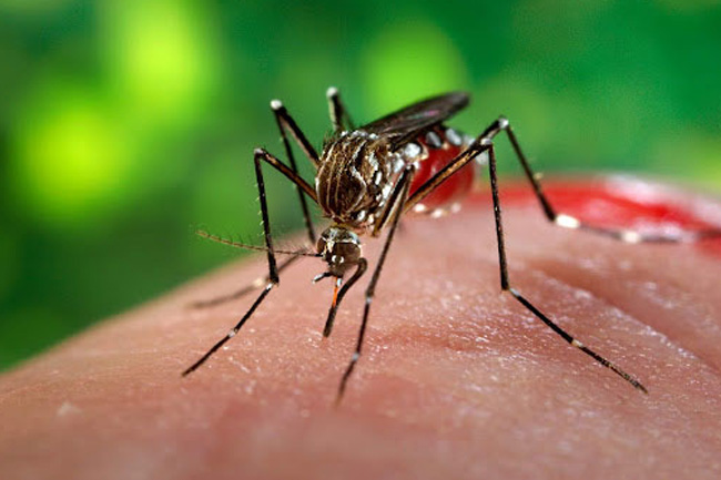 Increased number of dengue cases reported from Western province 