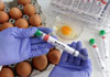 Chile detects first case of bird flu in a human