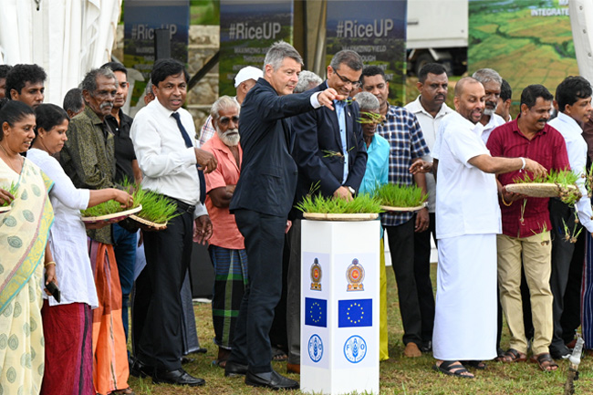 EU and FAO launch 4 mn Euro initiative to improve Sri Lankas paddy farming 