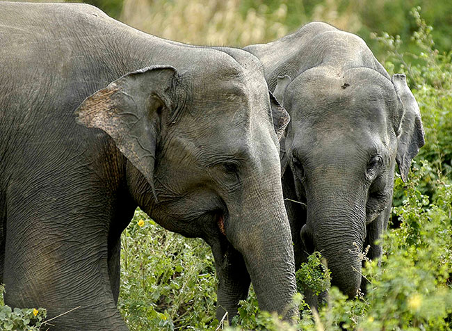 Sri Lanka set to gift two female elephants to Pakistan