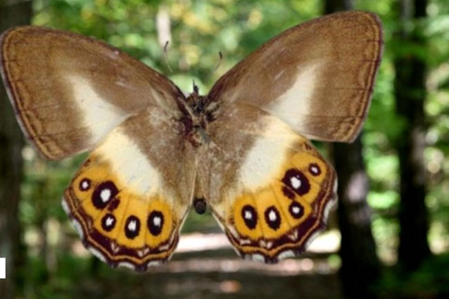 Lord of The Rings villain Sauron gives new butterfly species its name
