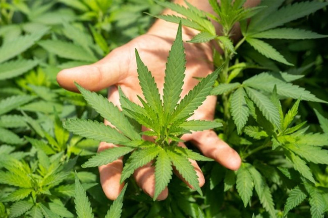 Cannabis cultivation project to commence soon