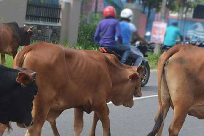 Transportation of cattle in and out of North Western Province banned 