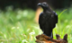Concerns raised over sudden deaths of a number of crows in Puttalam