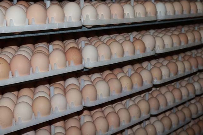 Sri Lanka to import 176,000 hatching eggs from Netherlands