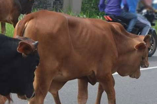 Transporting cattle in and out of Central Province temporarily halted