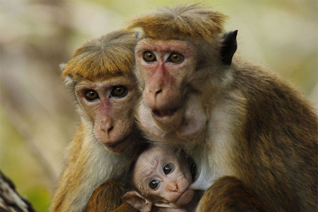 Wildlife Dept. gives undertaking not to export monkeys to China