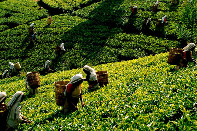 Sri Lanka tea prices dip 40% from record high on production rebound