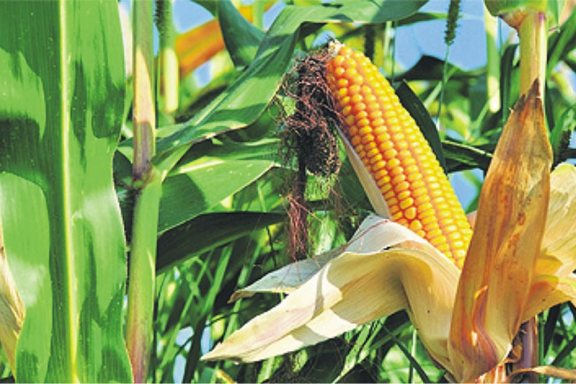 Govt. decides to provide funding for maize farmers