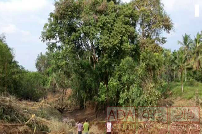 Removal of Crudia zeylanica tree a govt policy decision  Cabinet Spokesman