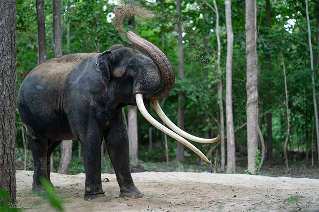 Muthu Raja: Thai elephants recovery promising despite tumour diagnosis