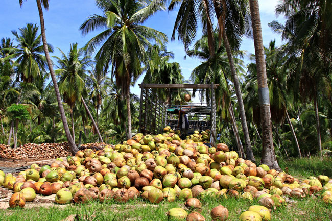 COPE uncovers coconut auction mafia