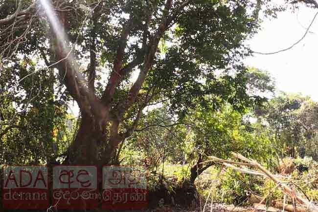 Court orders to exhume buried Crudia zeylanica tree