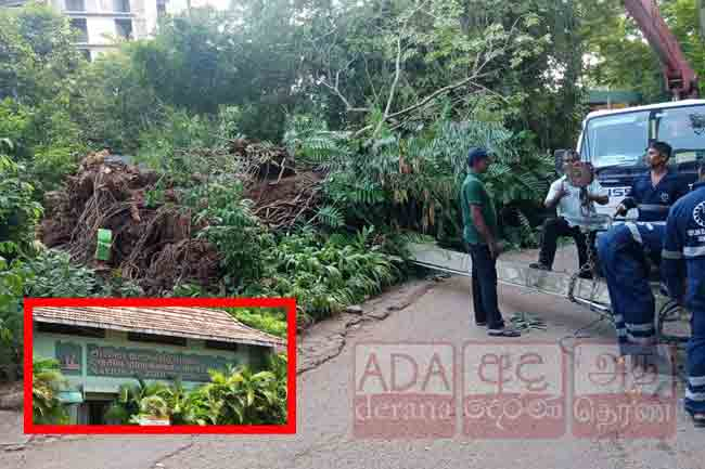 Dehiwala Zoo employee dies after utility pole collapsed on him