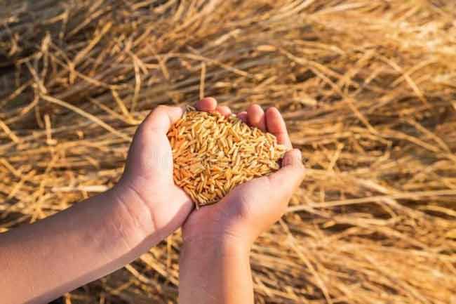 PMB receives sufficient funds to purchase paddy; farmers refuse to sell crops