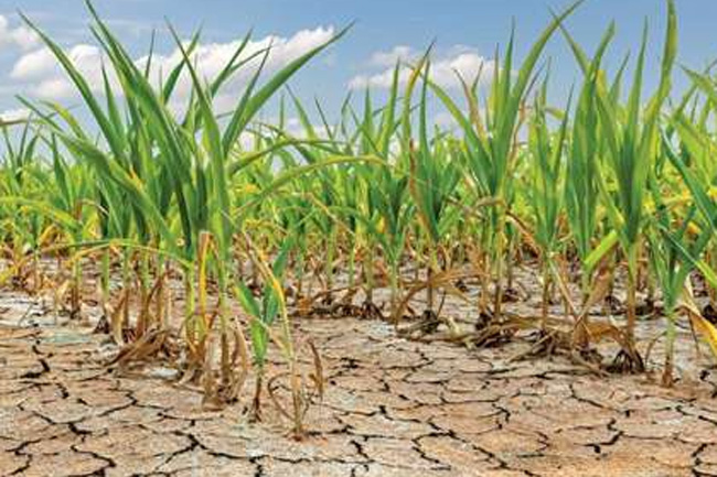 Over 51,000 acres of paddy land destroyed by drought  Agri. Ministry