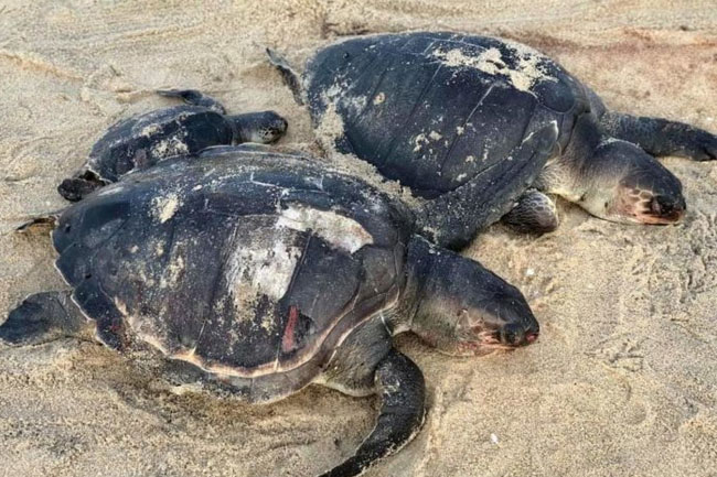 Spate of sea turtle deaths caused by underwater explosion?