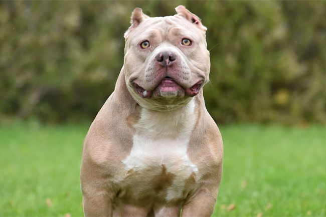 American bully xxl hot sale champagne