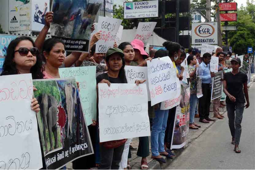 Protest on safeguarding elephants