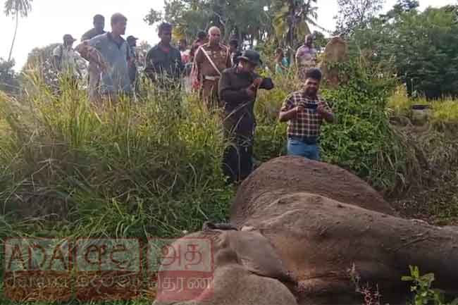 Six elephants killed in two separate train collisions 