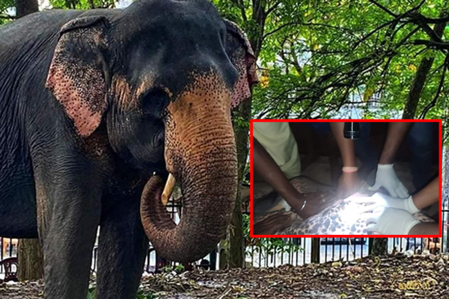 Wildlife officer mistakenly shoots Mahiyangana Perahera elephant