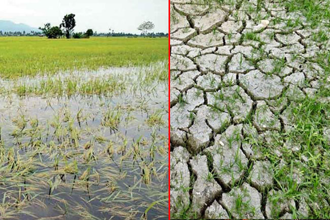 Agri. Minister pledges maximum compensation to climate-hit farmlands