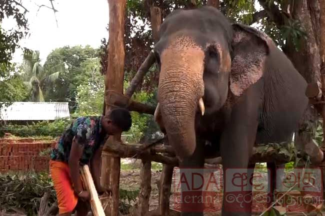 Metal detector shows elephant Sita was shot with live bullets 