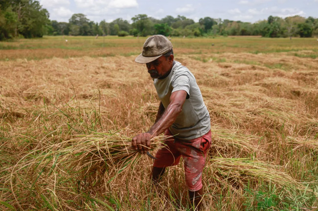 Nearly 54,000 farmers to be compensated after bad weather destroys crops 