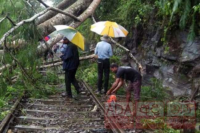 Fallen tree disrupts train services on up-country line