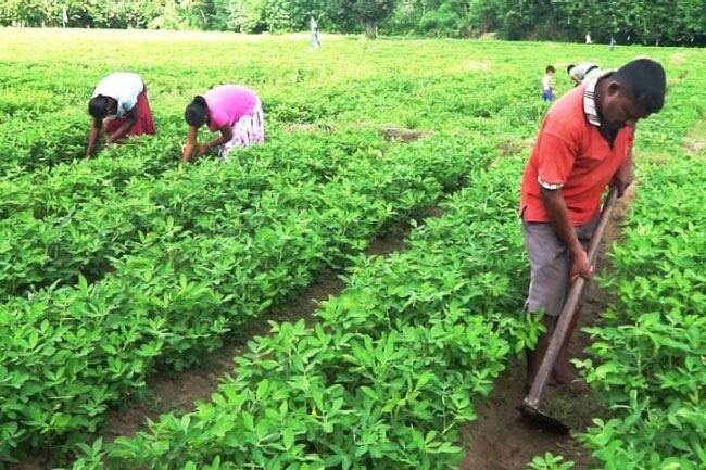 U.N. agencies call for sustainable, climate-resilient agriculture in Sri Lanka