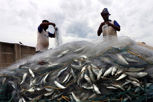 What are the Methods of Harvesting Fish for Food in Sri Lanka? - EDB Sri  Lanka