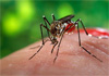 CMC launches dengue-control programme 