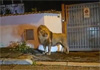 Circus lion captured after hours on the loose near Rome Circus lion captured after hours on the loose near Rome
