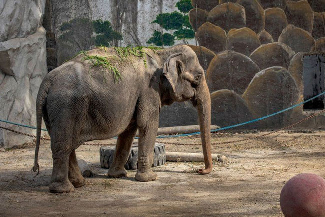 Manila considering preserving body of the worlds saddest elephant