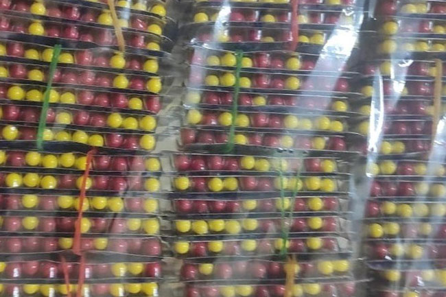 Pain killer tablets intended for smuggling to Sri Lanka seized in Rameswaram; smugglers escape