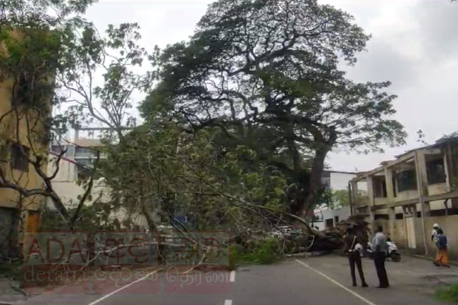 Gregorys Road in Colombo blocked due to fallen tree