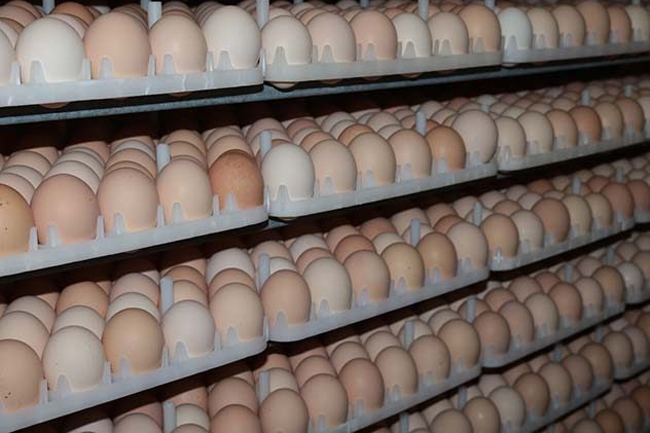 Stock of 15 million imported eggs expected to arrive tomorrow