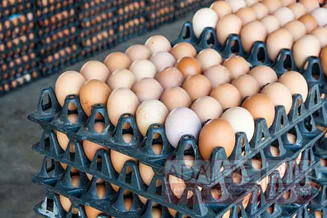 10 mn imported eggs released to market; another 15 mn to arrive today