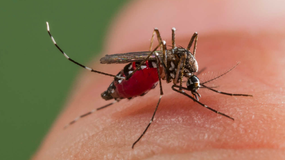 Alarm raised as more than 87,000 dengue cases reported in 2023 