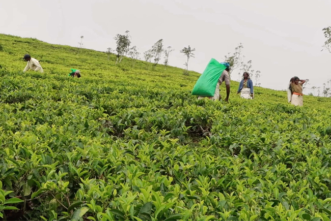 Prices of fertilizers used for tea cultivation slashed 