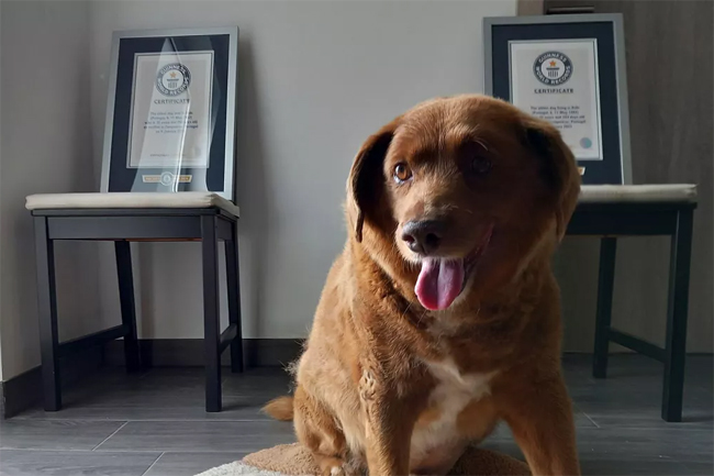 Guinness World Records investigating worlds oldest dog title after doubts raised